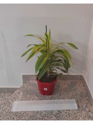 Mampara anticontagio de separación